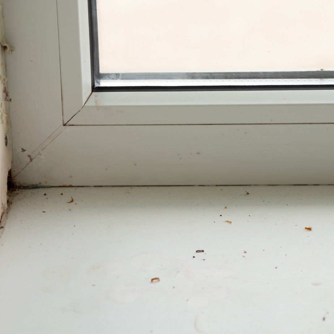 How To Clean Mold Off Window Sills Without Bleach Cleancil