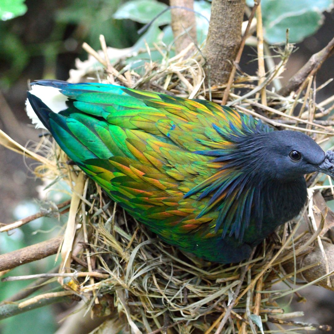 how-to-get-bird-out-of-dryer-vent-cleancil